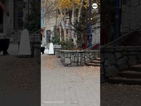 Black bear strolls around British Columbia village