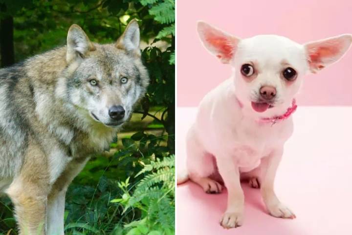 Hace más de 10.000 años. Un estudio reveló que la diversidad de los perros se remonta a la Edad de Piedra: “Cuando ves un chihuahua, estás viendo a un lobo”