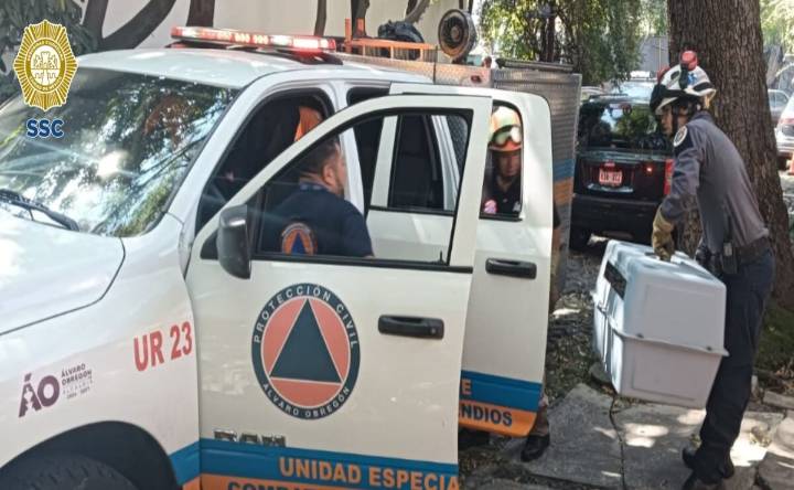 Resguardan policías a tlacuache hallado en un jardín de San Ángel Inn, en Álvaro Obregón