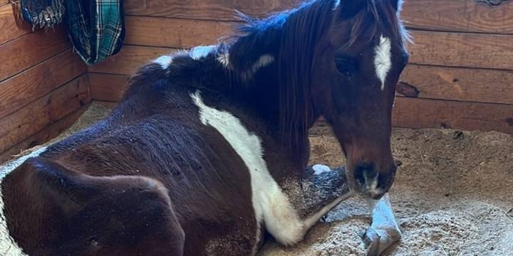 Washington horse rescue speaks out after taking in malnourished horses; one euthanized