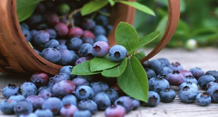 Japón es el siguiente objetivo para la exportación de arándanos peruanos