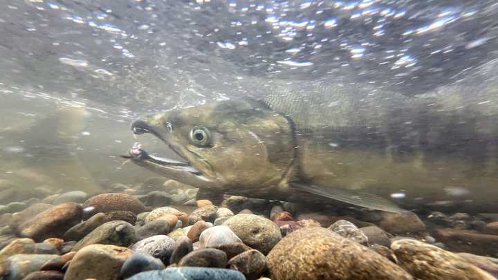 Salmon season underway at Chico Creek