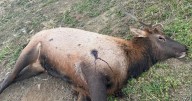 TWRA: $2,000 reward for leads on illegal elk shooting