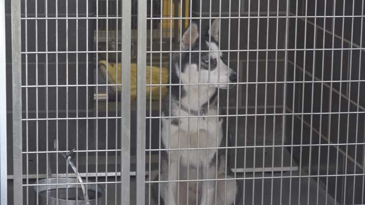 Shutdown impacts pets as local shelters report spike in need