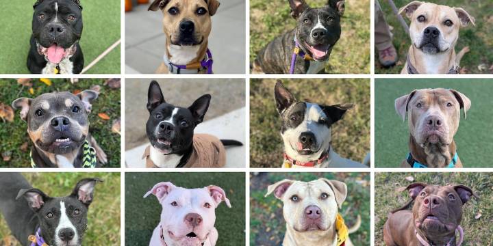 ‘We are FULL!’: City Dogs Cleveland shelter out of space with 60 intakes in 4 days
