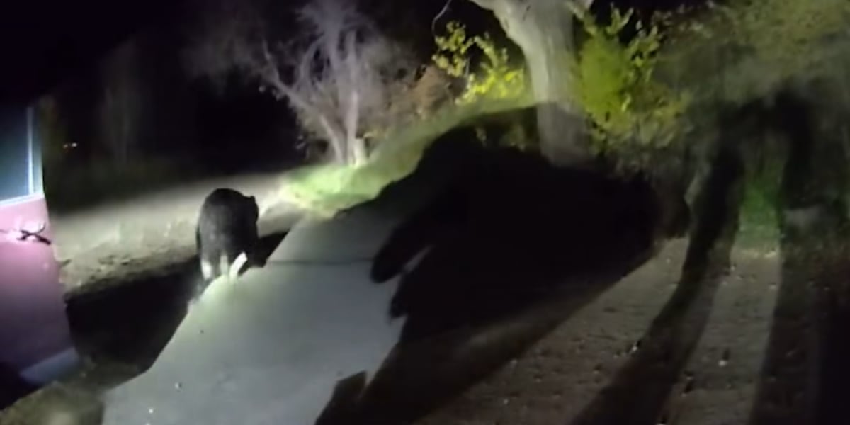 Deputies respond to ‘bear-icade’ situation in Larimer County