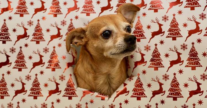 Christmas dog warning issued to millions of UK owners