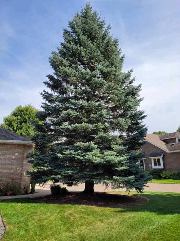 What to know about two holiday tree lightings in downtown St. Paul