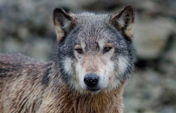 Video revela hasta dónde llegan los lobos para robar comida