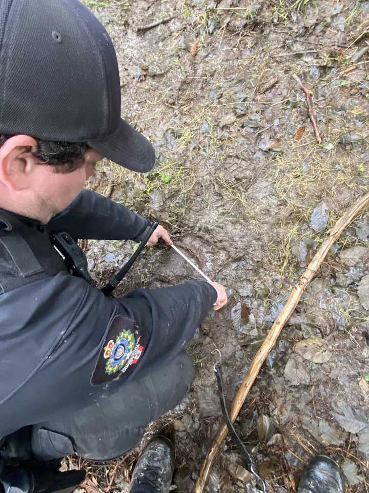 If the grizzly that attacked a B.C. school group is found, what happens next?