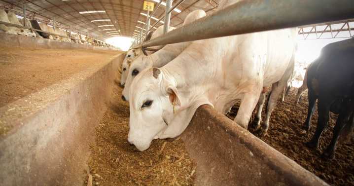 Crisis del gusano barrenador agrava exportaciones y presiona a productores mexicanos