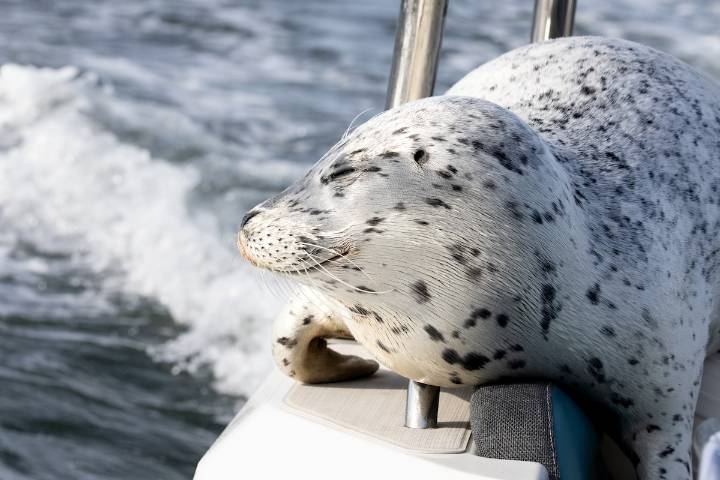 Seal hunted by killer whales escapes by jumping onto photographer’s boat