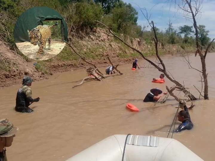 Rastrillan el río Bermejo en busca del collar de la yaguareté Acaí: por ahora hablan de «desaparición»