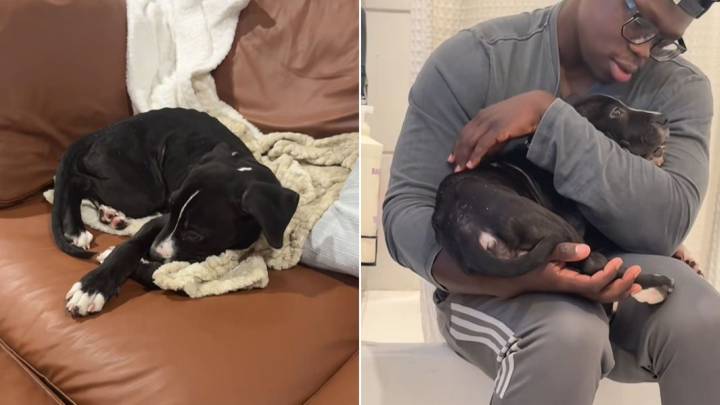 Georgia Foster Pup Looks Sick, But The Real Reason Surprises All