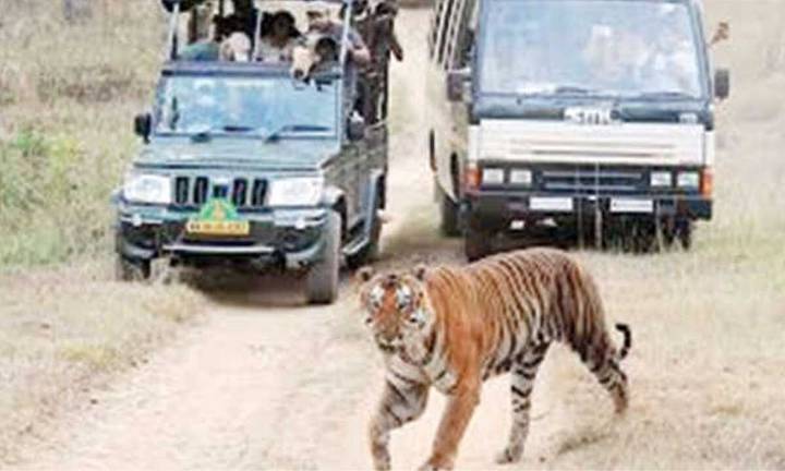 Reduce safari activities in forest areas of Mysuru: CM