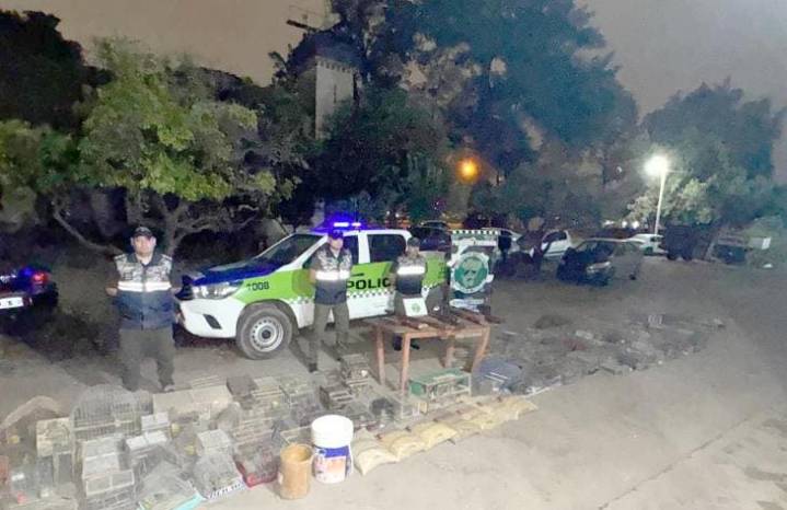 Red de tráfico ilegal de fauna en Yerba Buena: rescataron 193 aves silvestres y 12 gallos de riña
