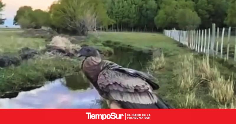 Naturaleza Triste desenlace para el cóndor andino rescatado