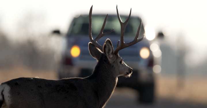 DWR wants motorists to watch for animals as the days become shorter