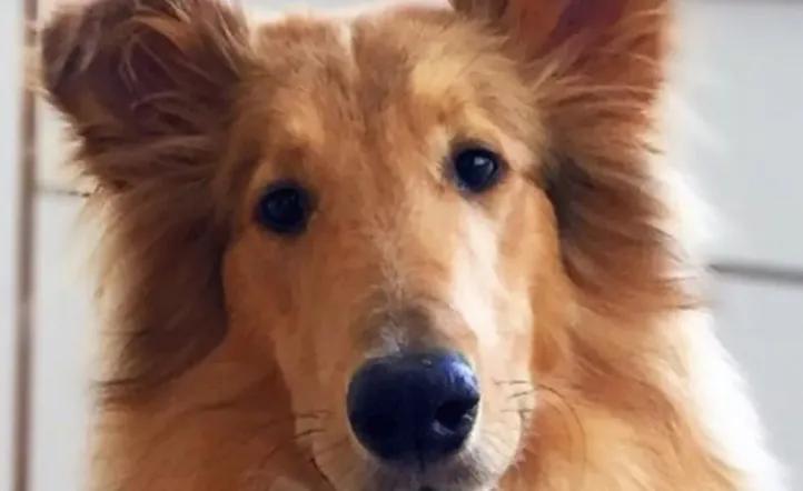 Murió Dylan, el perro de Alberto Fernández: “Seguramente volveremos a encontrarnos”