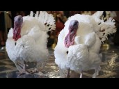 Watch Live: Trump participates in White House turkey pardon ceremony