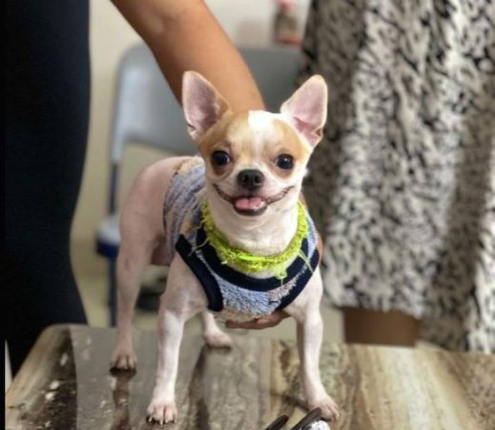 Animal cruelty caught on cam: Domestic help seen throwing pet dog to death in lift