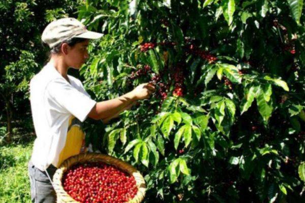 El gremio cafetero de Colombia celebra la eliminación de los aranceles de EE.UU. al café