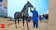 Horses take centre stage at Pushkar fair this year with sales totalling Rs 75 lakh