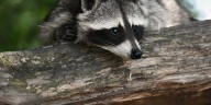 Illegally kept raccoon removed from Derby restaurant