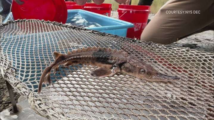New York releases 1,000 lake sturgeon to restore Cattaraugus Creek ecosystem