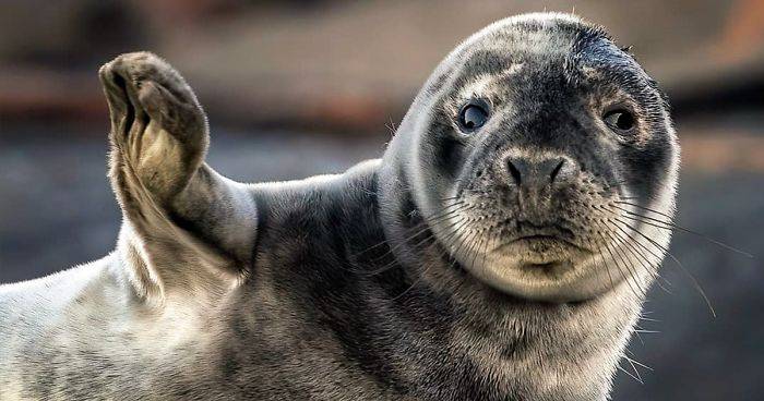 Finnish Photographer Captures Baby Animals Having Fun And Making Funny Expressions (30 Pics)