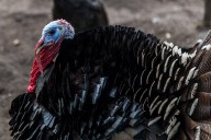 Turkey Run Scavenger Hunt takes clues off