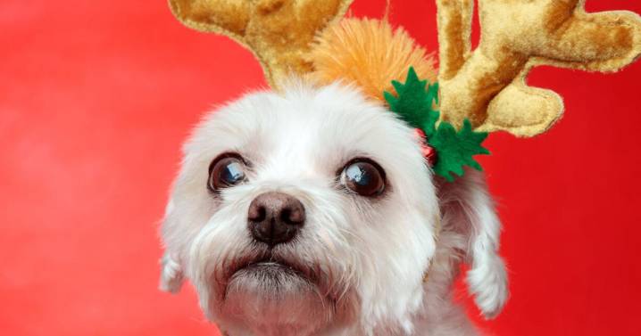 HSSBV Winter Wonderland Walk and Santa Paws