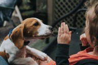 Mom Says She Must Put Down Dog After He Bit Her 3