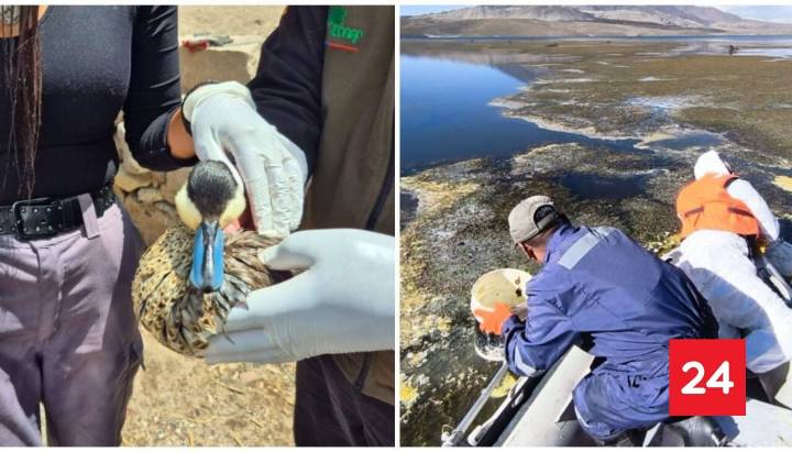 Conaf confirma muerte de aves tras derrame de aceite de soya en Lago Chungará