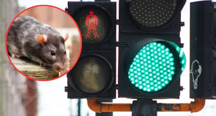 Como de película: Ratones comen cables y causan apagones en semáforos en Celaya