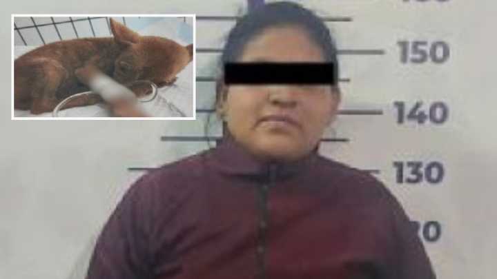 Vinculan a Proceso a Mujer que Abandonó a su Perrita en una Clínica Veterinaria de Puebla