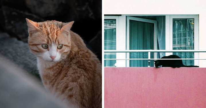 19 Street Cats Caught In Their Perfect Moments