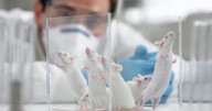 UK Government unveils plan to phase out animal testing in 'ambitious' move
