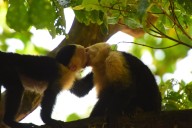 ¿Cuál es el origen del beso? Qué revelan 21 millones de años de historia evolutiva