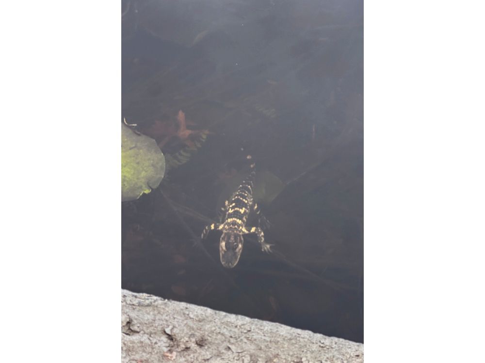 Rescued alligator slithered into the city’s heart on social media