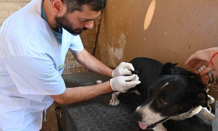 Veterinaria y Zoonosis: días y horarios de atención en la primera semana de diciembre