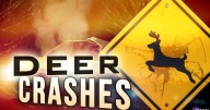 Fall is peak time of year for deer crashes in Wisconsin