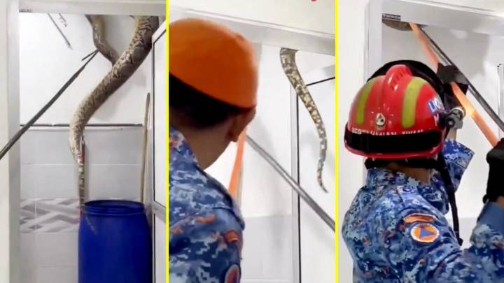 Capturaron enorme pitón en el techo de una casa en Malasia: Se resistió y cayó al suelo de golpe