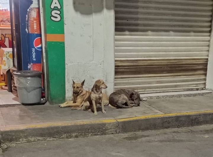 Aumentan ataques de perros en San Salvador Atenco