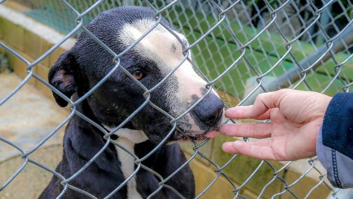 Maltrato y abandono animal se dispara: han rescatado 850 mascotas este año en Antioquia
