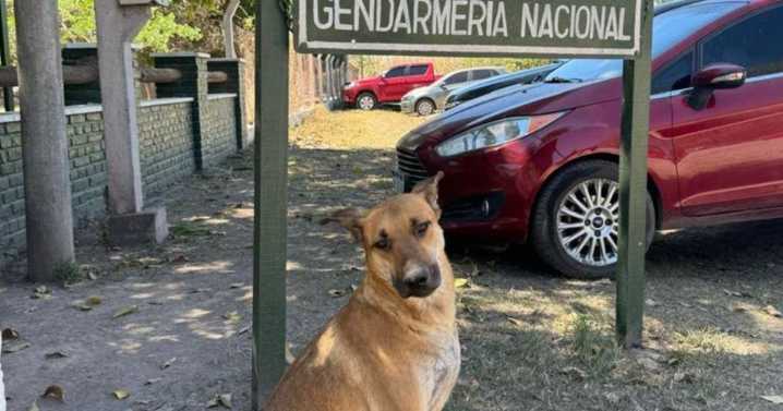 Dos sospechosos detenidos por el caso del animal comunitario