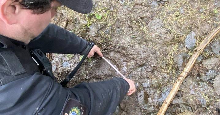 Classes resume at B.C. school after grizzly attack, with safety measures in place