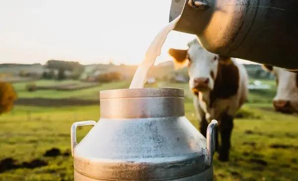 Quebró La Suipachense y la industria láctea sigue en crisis