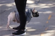 Continuarán mañana esterilizaciones de mascotas