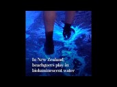 In New Zealand, beachgoers play in bioluminescent water